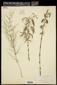 Equisetum sylvaticum image