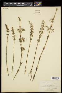 Equisetum sylvaticum image