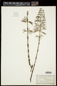 Equisetum sylvaticum image