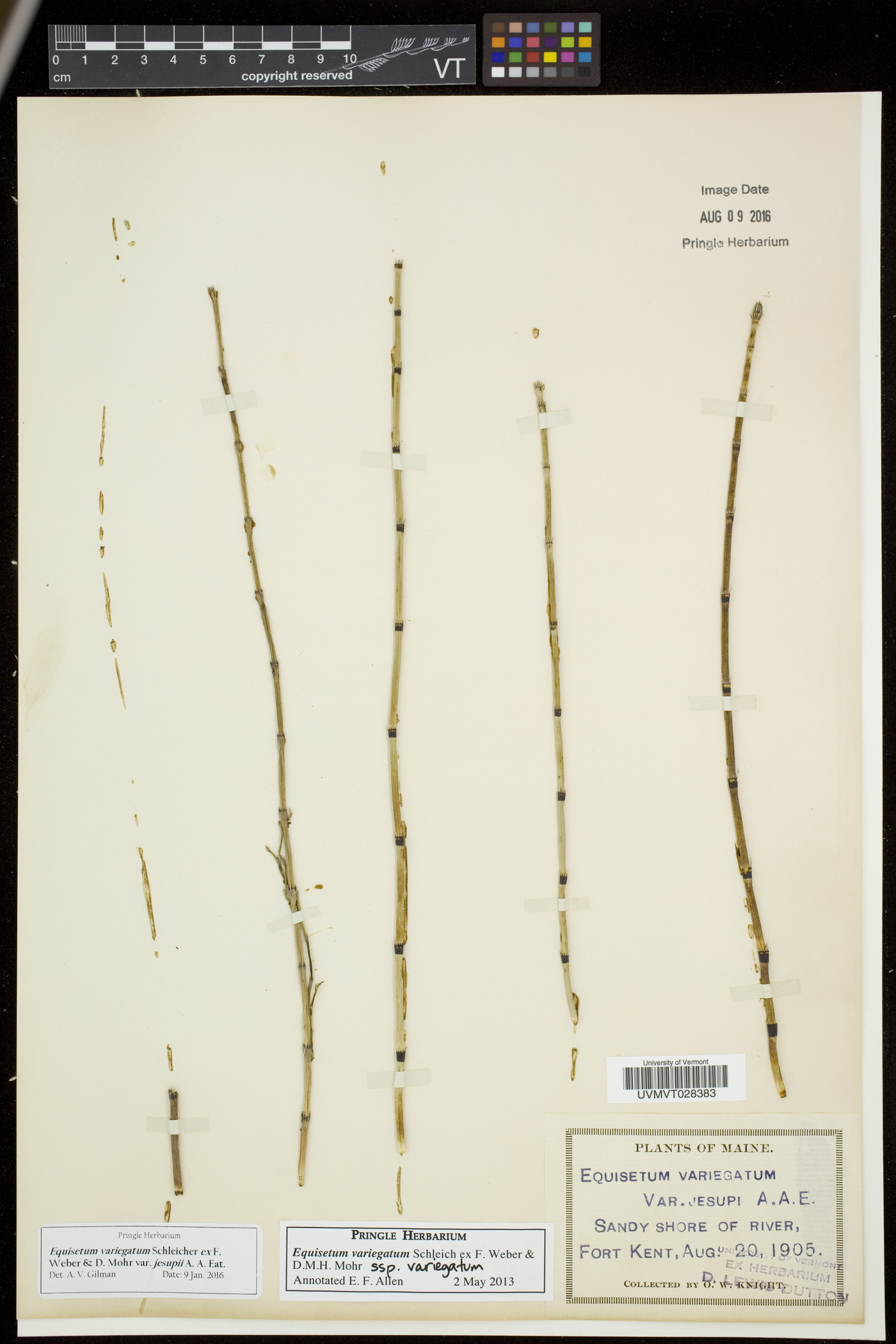 Equisetum variegatum var. jesupii image