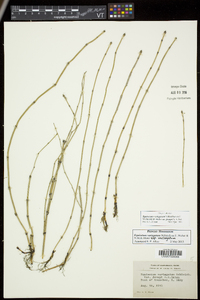 Equisetum variegatum image