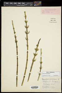 Equisetum fluviatile image