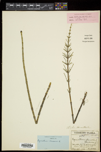 Equisetum fluviatile image