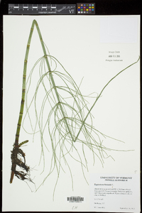 Equisetum fluviatile image