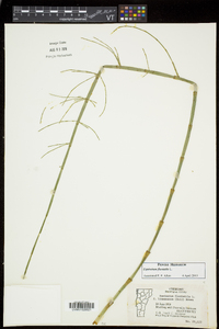 Equisetum fluviatile image