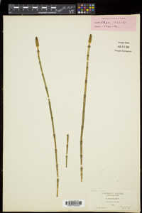 Equisetum fluviatile image