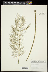 Equisetum fluviatile image