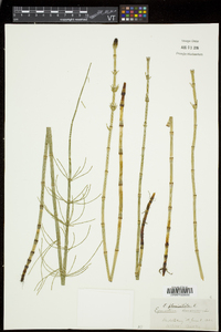 Equisetum fluviatile image