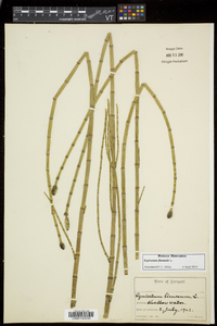 Equisetum fluviatile image