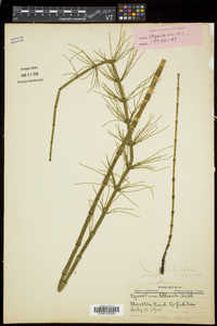 Equisetum fluviatile image