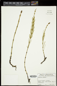 Equisetum fluviatile image