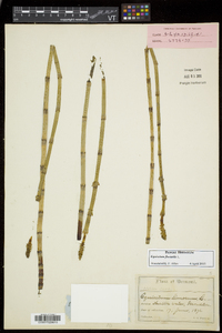 Equisetum fluviatile image