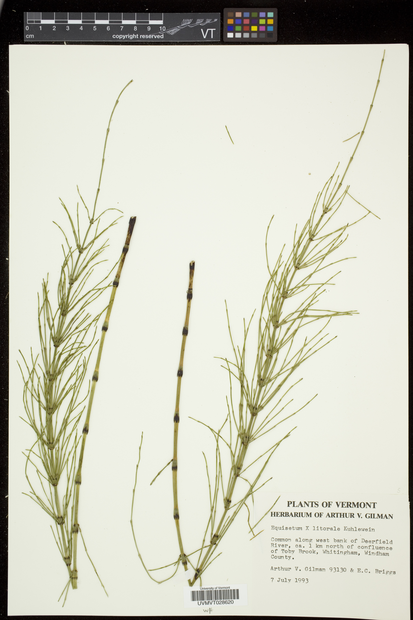 Equisetum × litorale image