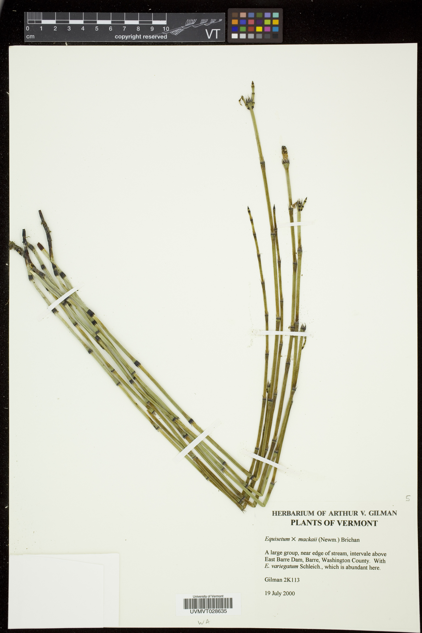 Equisetum trachyodon image