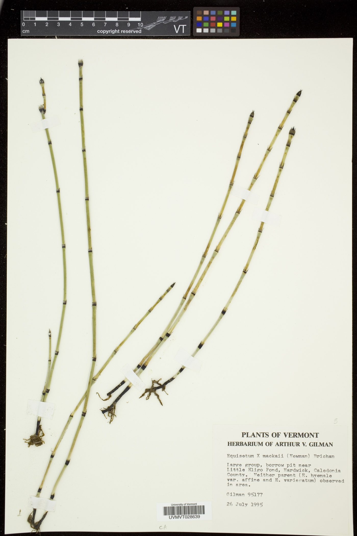 Equisetum trachyodon image