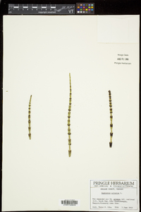 Equisetum palustre image