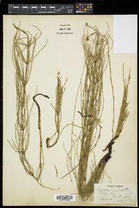 Equisetum palustre image