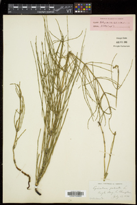 Equisetum palustre image