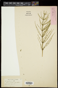 Equisetum palustre image