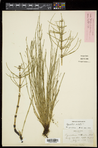 Equisetum palustre image