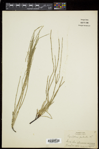 Equisetum palustre image