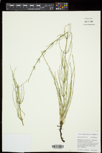 Equisetum palustre image