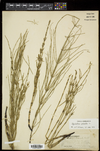 Equisetum palustre image