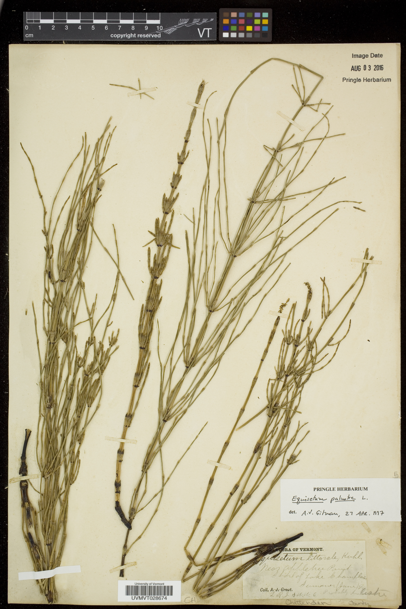 Equisetum palustre image