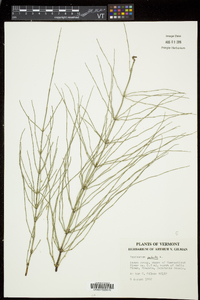 Equisetum palustre image