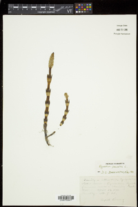 Equisetum palustre image