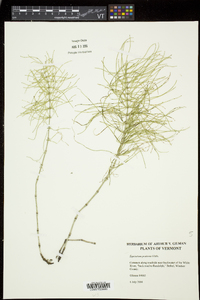 Equisetum pratense image