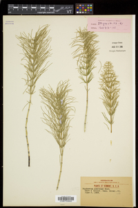 Equisetum pratense image