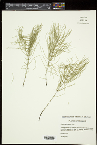 Equisetum pratense image