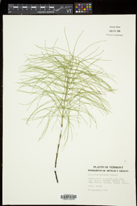 Equisetum pratense image