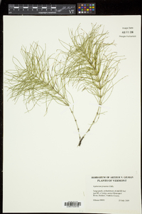 Equisetum pratense image