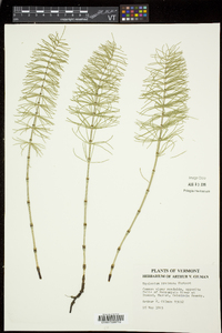 Equisetum pratense image