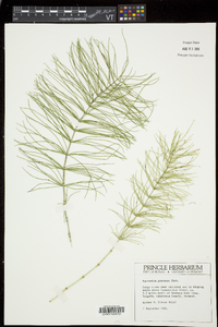 Equisetum pratense image