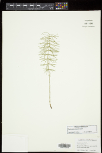 Equisetum pratense image