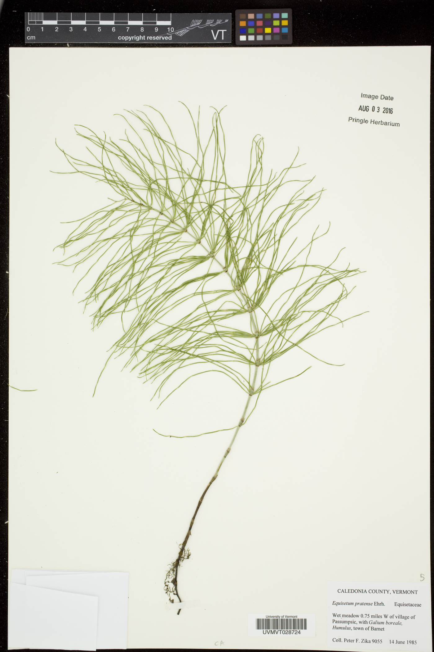 Equisetum pratense image