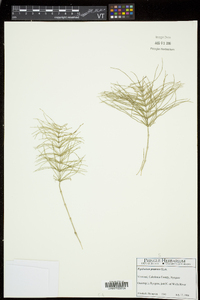 Equisetum pratense image