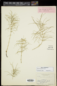 Equisetum pratense image