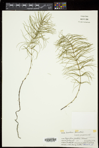 Equisetum pratense image