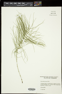 Equisetum pratense image