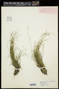 Equisetum scirpoides image