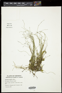 Equisetum scirpoides image