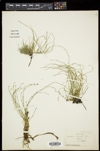 Equisetum scirpoides image