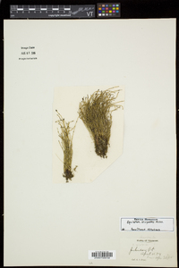 Equisetum scirpoides image