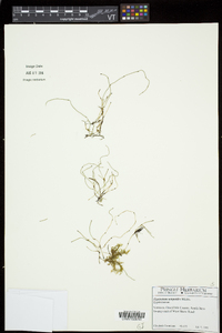 Equisetum scirpoides image