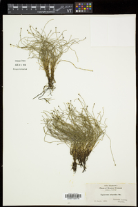 Equisetum scirpoides image