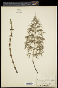 Equisetum sylvaticum image